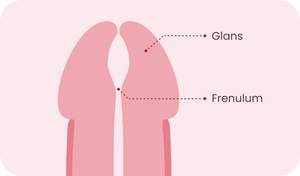 Diagram identifying the glans and frenulum as sensitive external application areas