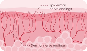 Illustration showing sensory nerve endings in epidermal and dermal skin layers